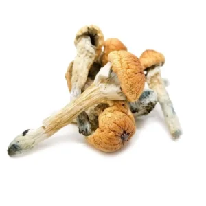 Penis Envy Mushrooms