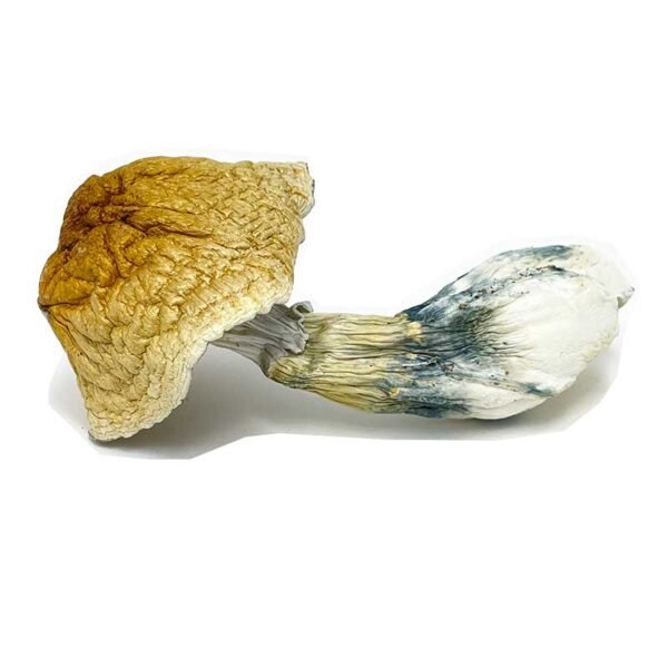 African Transkei Mushroom - Image 2