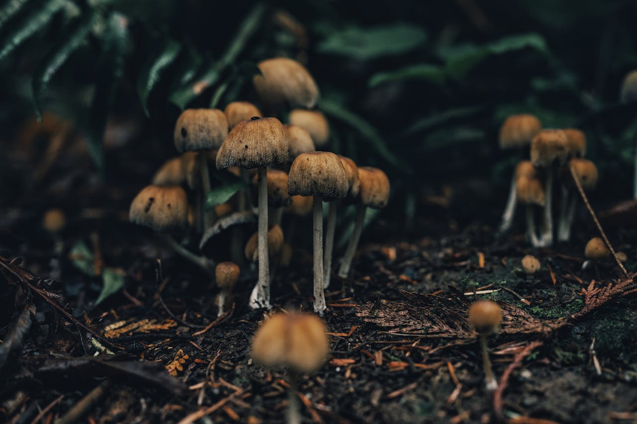 psychedelic seo